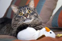 开云体育app-破局，从绿茵场到地缘棋盘—阿尔瓦雷斯的灵感与摩洛哥的封锁