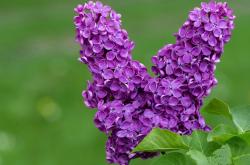 开云体育在线-当辽篮闯入金州，一场平行时空的NBA-CBA焦点战