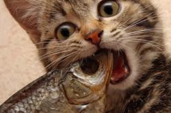 开云体育官网-丹麦铁蹄踏过贝蒂斯，姆巴佩一剑封喉化身关键先生