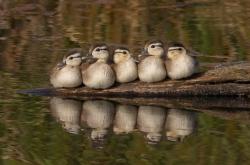 开云体育登录-审判时刻！德罗赞末节冷血一投击碎黄蜂，用实力撕掉所有质疑标签