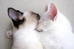 开云sport-胜利的共鸣，挪威险胜伊朗，莱万半决赛主宰