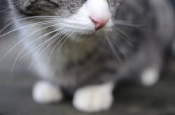 开云体育在线-绿茵狂想曲，卢卡库指挥下的哥伦比亚横扫尼日利亚之战