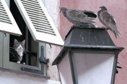 开云体育官网-杜兰特的无解之谜，新疆队如何从尼克斯手中带走篮球智慧