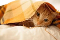 开云体育在线-血脉苏醒，新王布伦森如何将尼克斯扛上王座