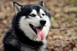 开云体育-英超争冠之夜，哈登为何说曼城像巅峰勇士？