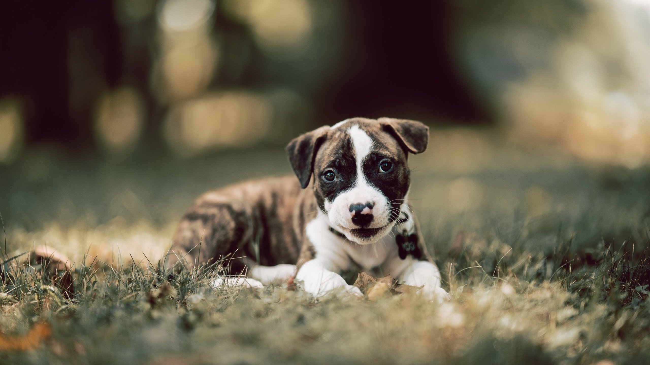 神秘力量掀翻雷霆战舰！伦纳德高光表现竟是技术扶贫？