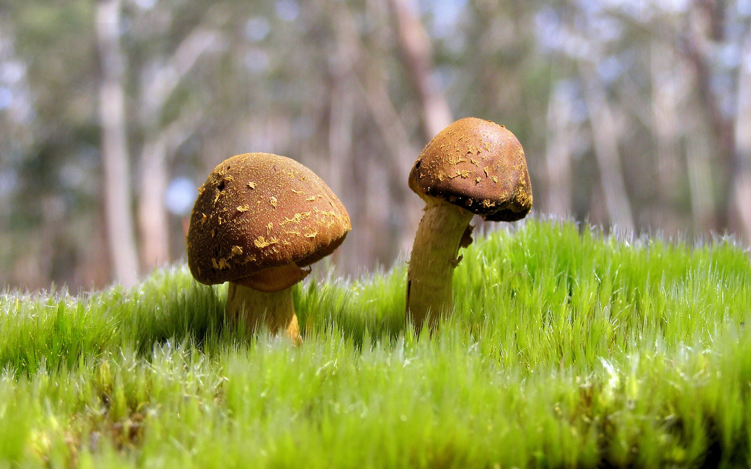 霍勒迪连珠炮导演得分狂潮,奇才万箭齐发令活塞溃不成军