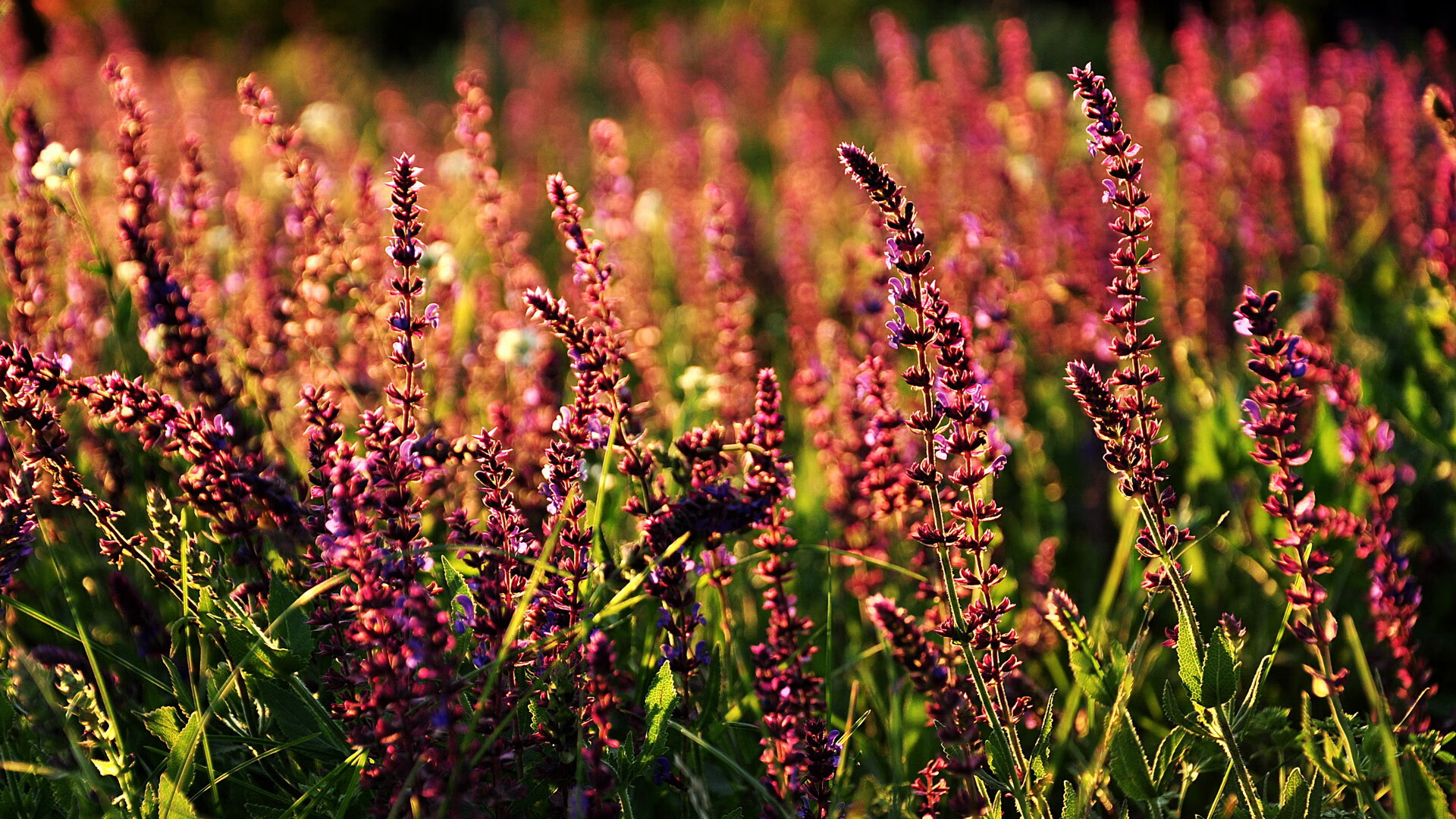 跨界狂飙,当爱德华兹在篮球F1赛道上轻取雄鹿