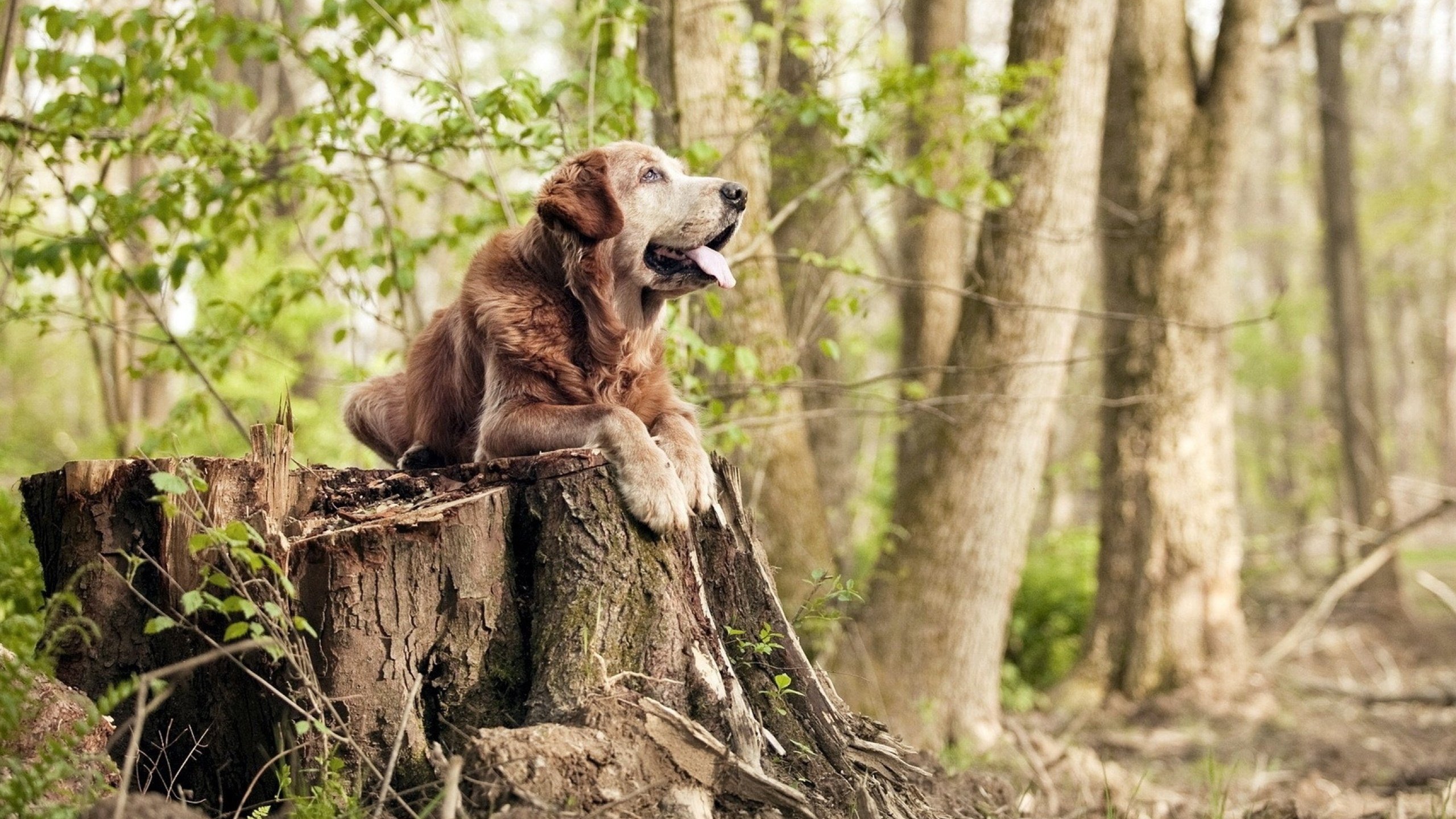 唯一对决，海布里暮色中，那不勒斯城墙下的阿圭罗绝唱