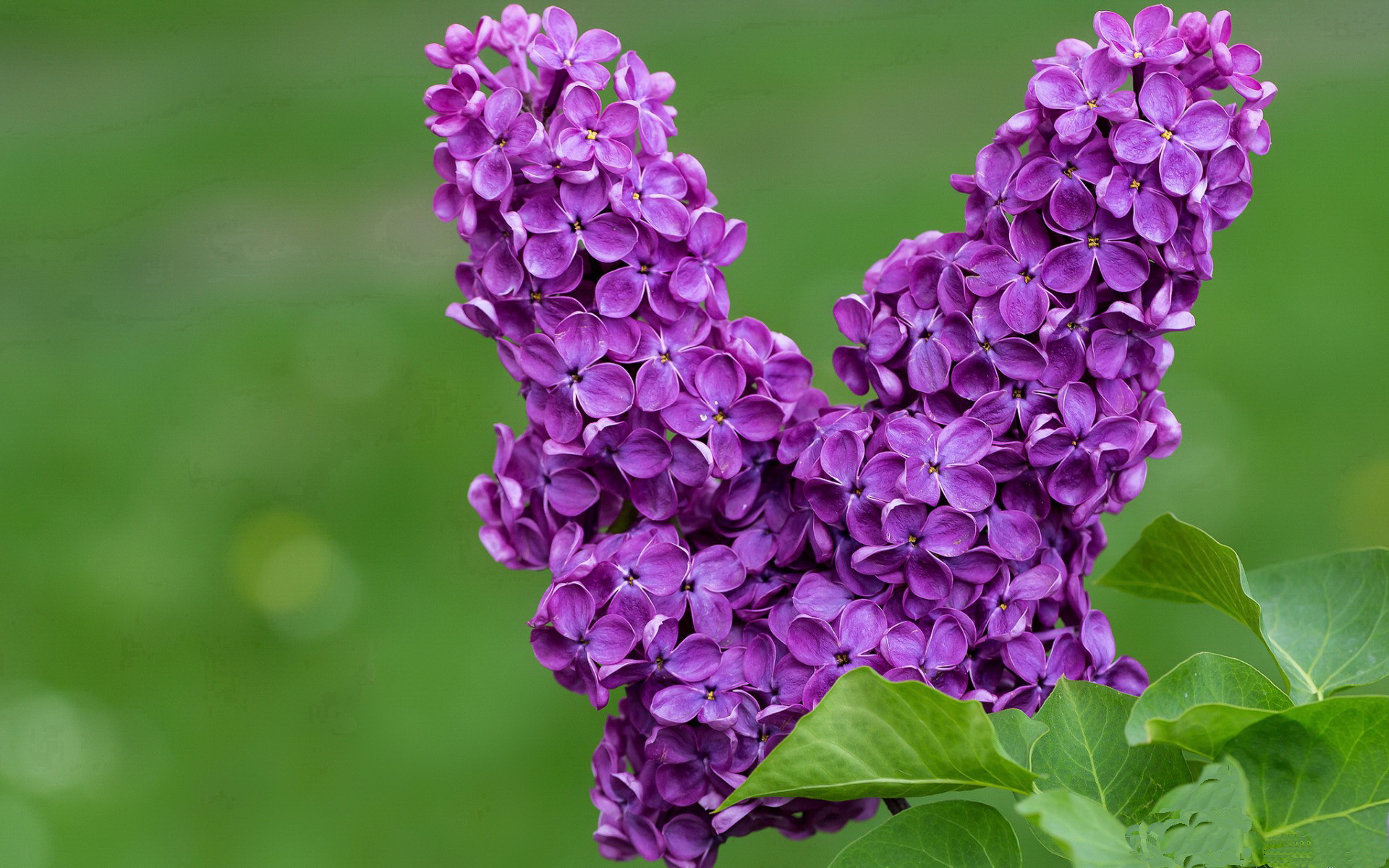 当辽篮闯入金州，一场平行时空的NBA-CBA焦点战