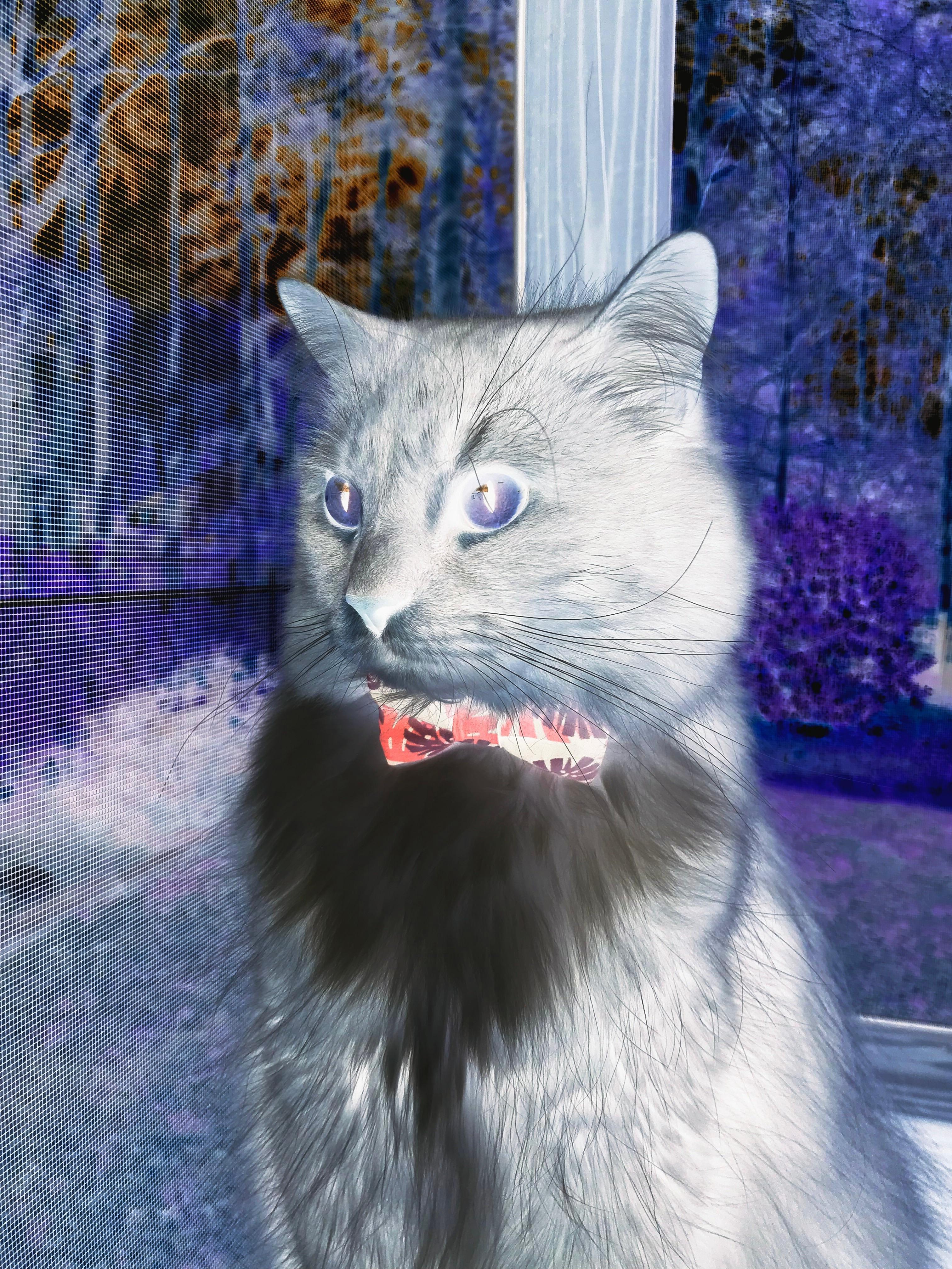 冷门的沉默宣告,切特全面爆炸,奇才完胜热火背后的年轻风暴