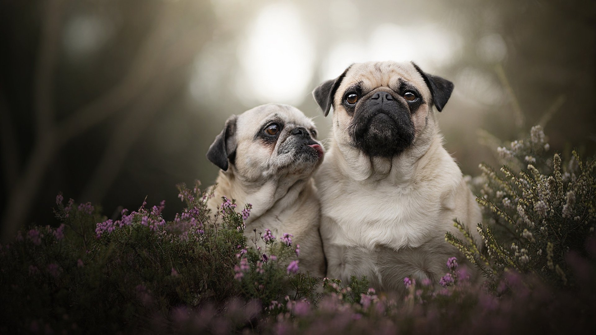 戈贝尔的CBA开箱,广东队的钢铁防线与一场虚构的传奇对决