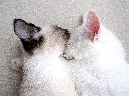 世界排名暗战风云涌,魔术加时亮剑;MVP之心终觉醒,恩比德时刻定乾坤