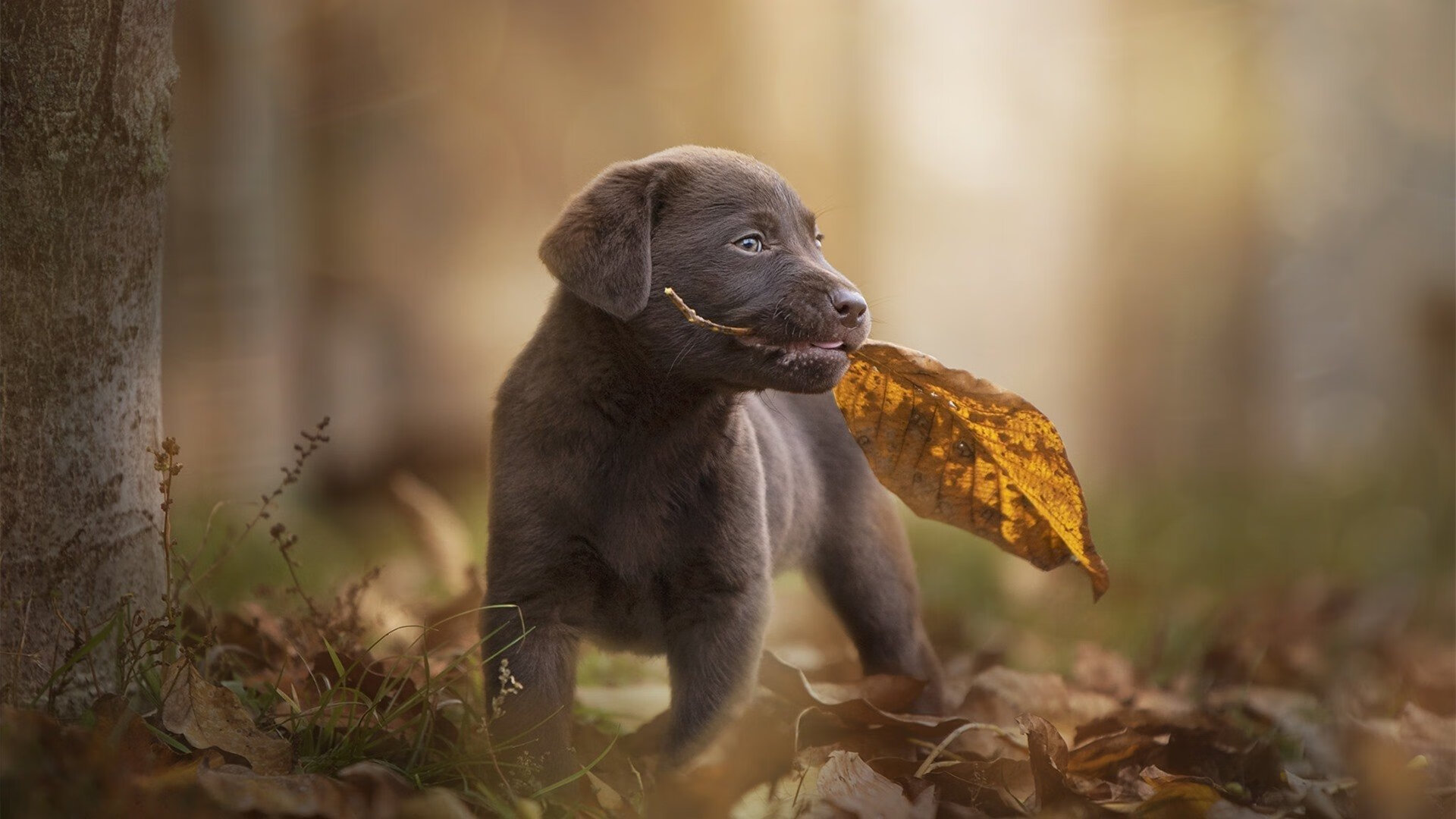 黑金风暴中的重生，卢卡库与马里如何重塑非洲足球叙事