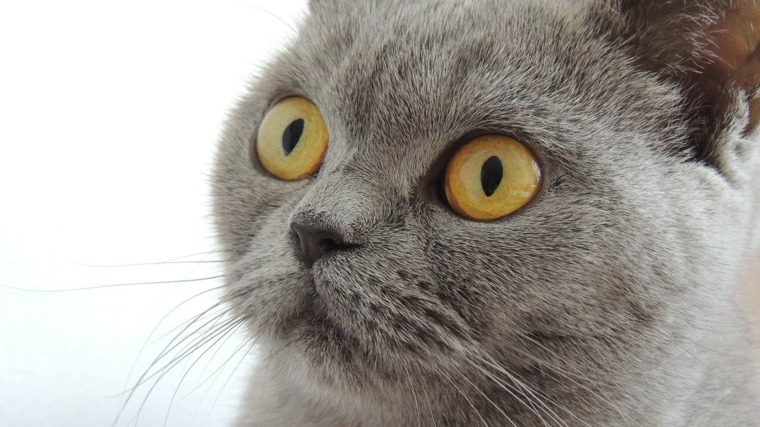 欧战之夜,舞台中央,当毕尔巴鄂的铁壁遇见莱比锡的洪流,基耶萨再现大场面先生本色