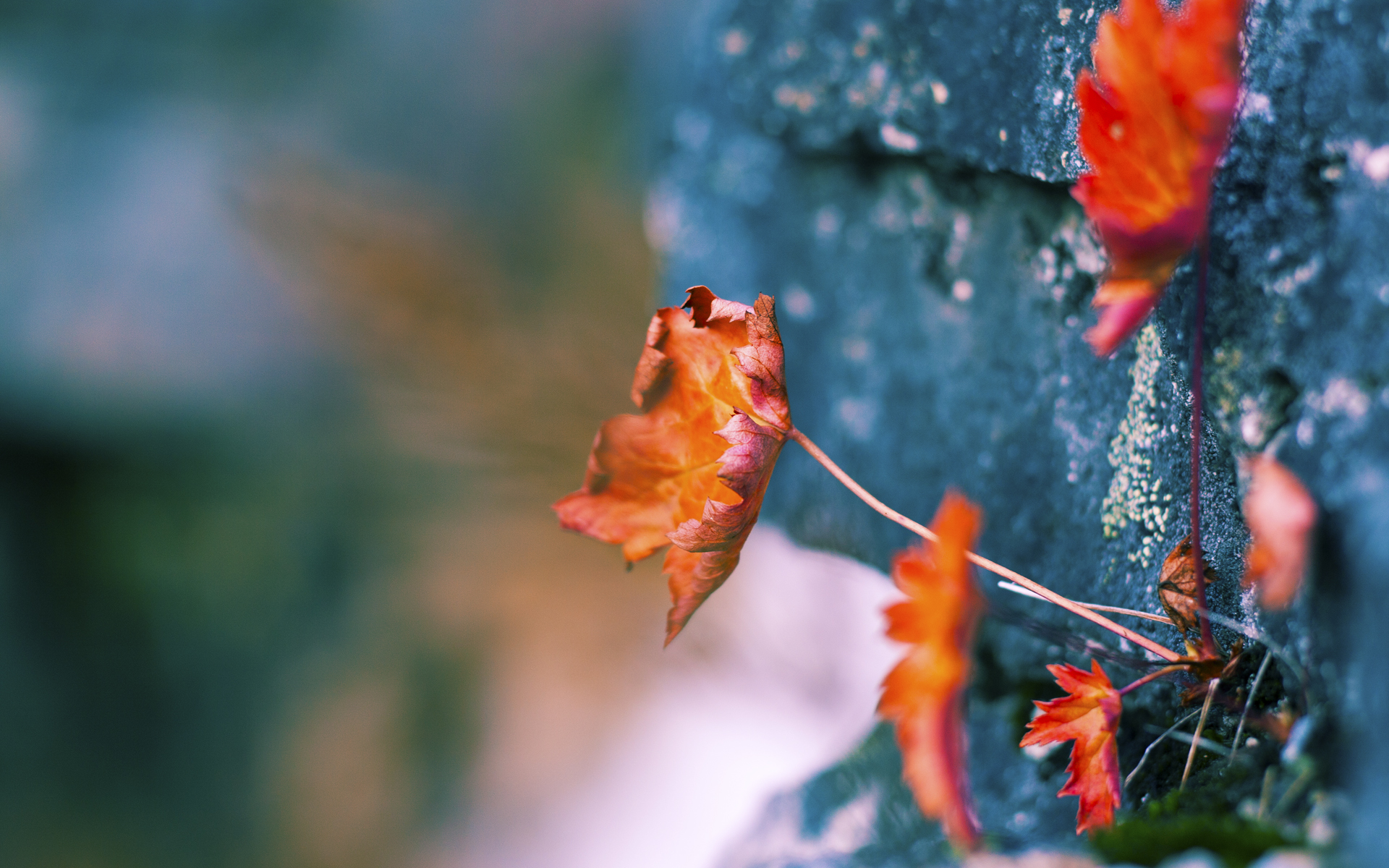 世界排名争夺战焦点战，曼城险胜奥地利，捍卫王者荣耀