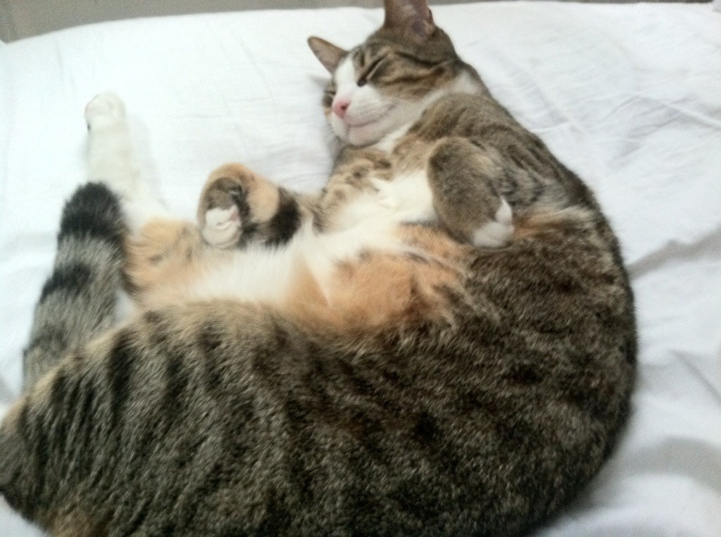 钢铁骑士碾压吉林虎，德罗赞关键时刻定乾坤