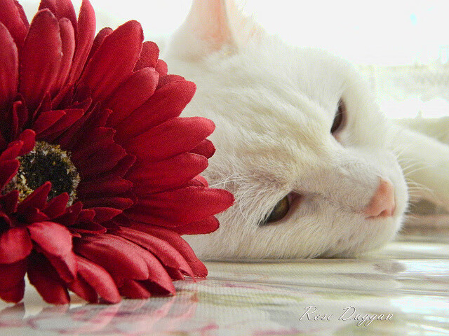 终极试炼,世界排名争夺战之夜,西亚卡姆如何加冕大场面先生