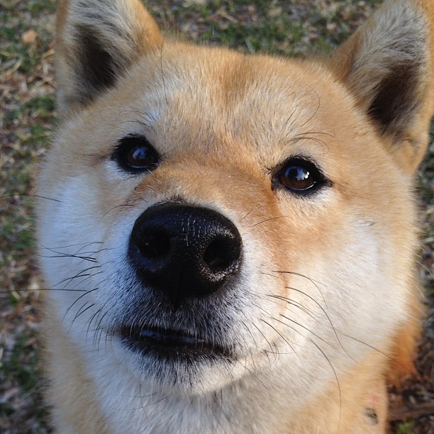 伊布拉希莫维奇跨界称霸，尤文加时绝杀伊朗，F1街道赛上演足球传奇