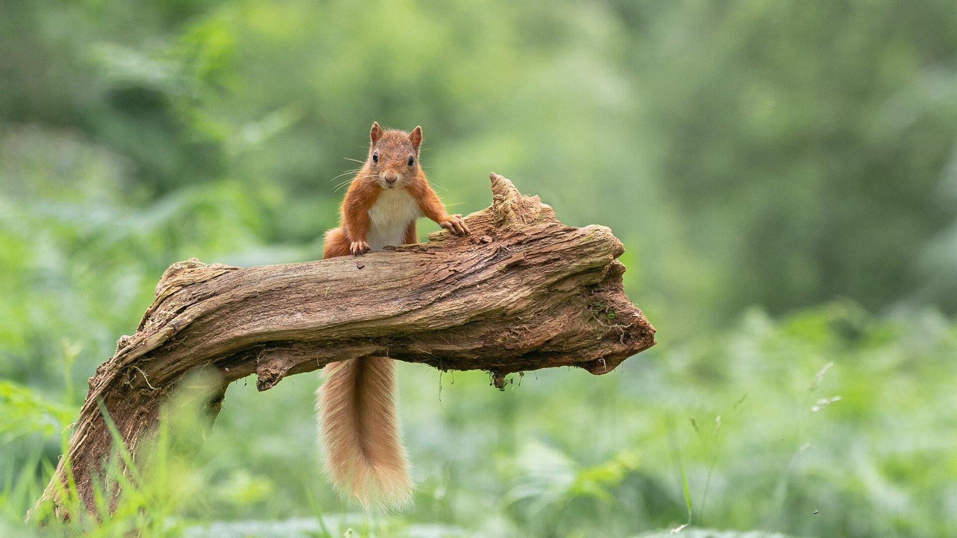 硬仗基因,从德甲争冠的窒息时刻到奇才逆转76人的启示