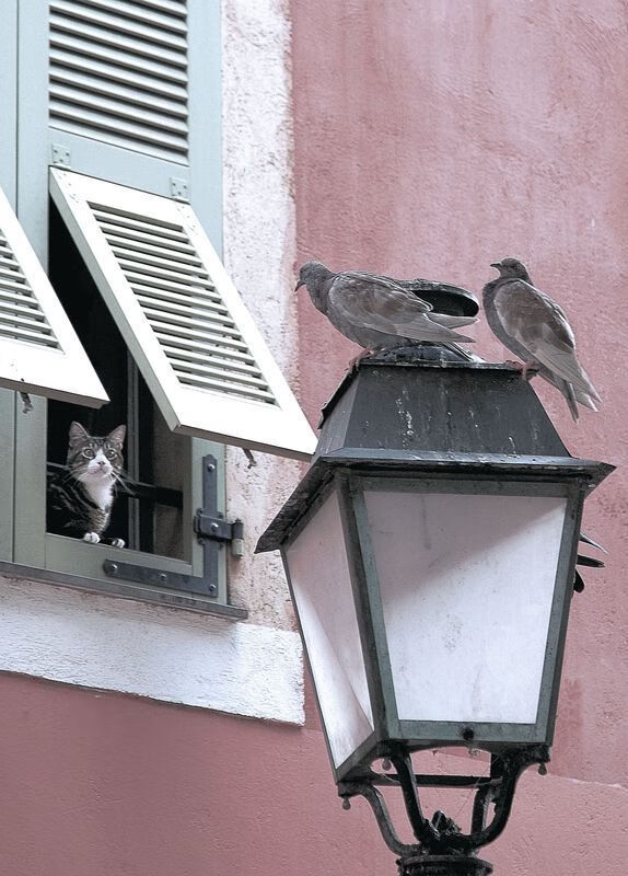 杜兰特的无解之谜,新疆队如何从尼克斯手中带走篮球智慧