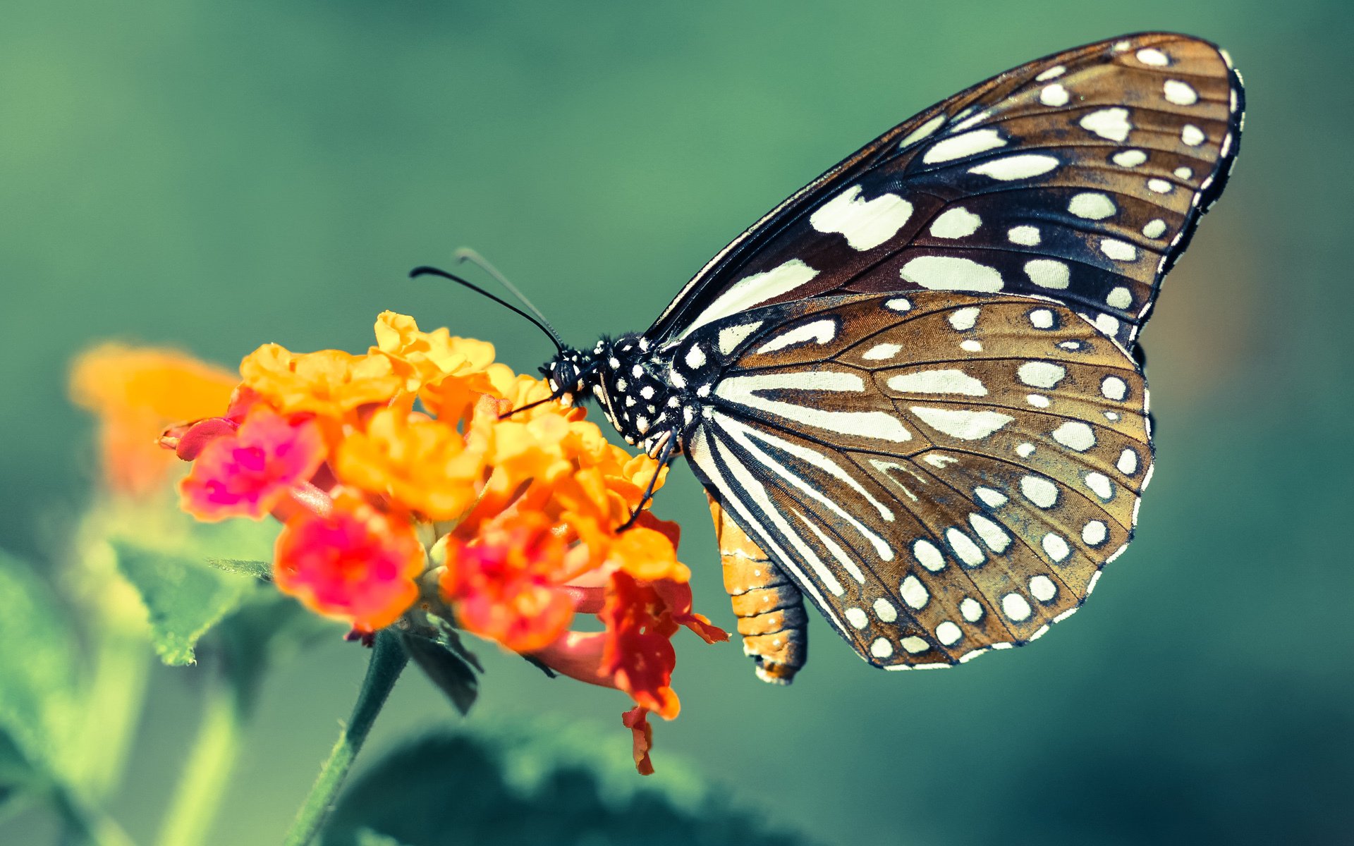 奥运周期与战术纪律，马刺稳字诀击落火箭的启示
