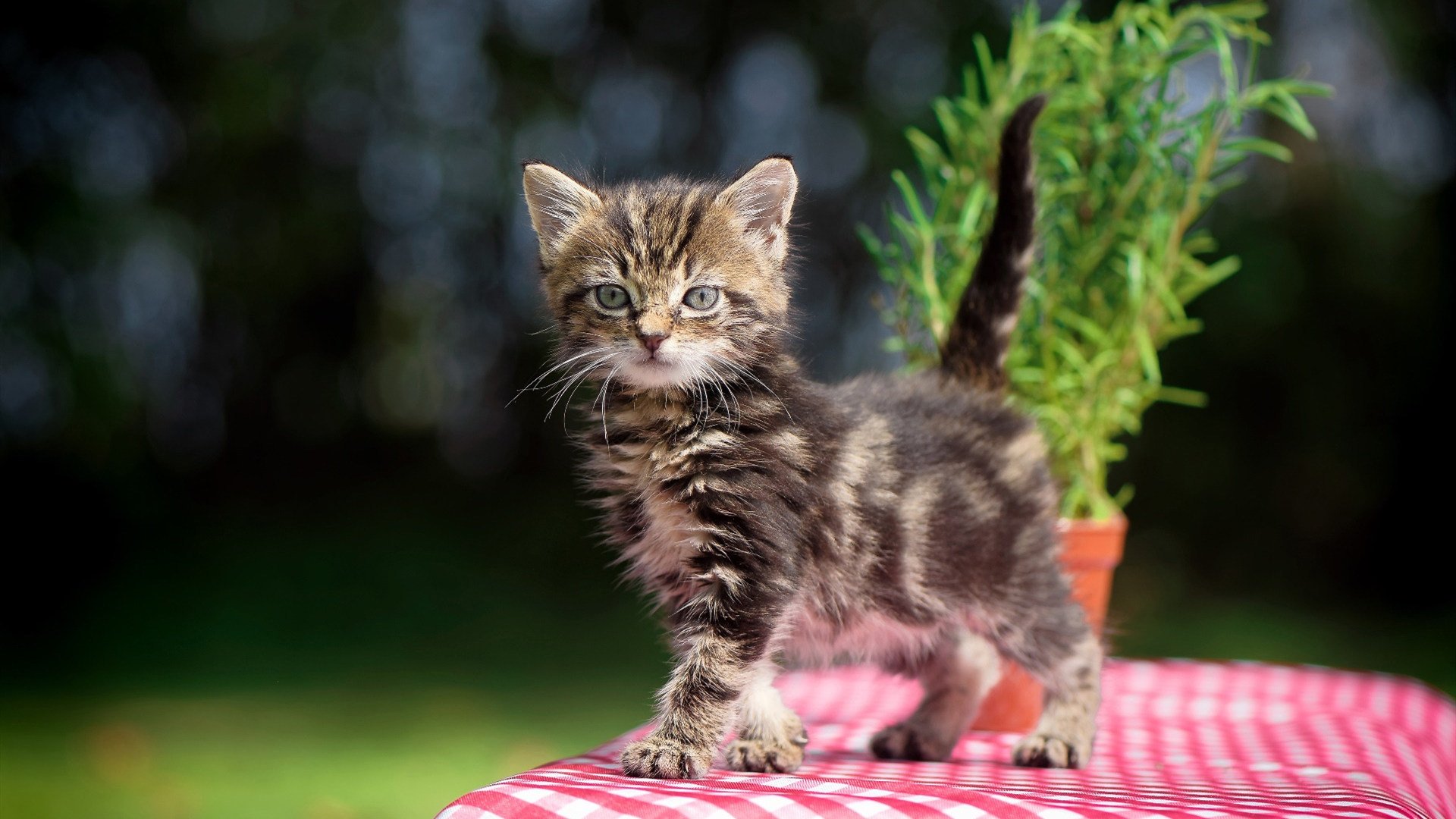 小国足球的铿锵证明,当力量美学撕裂传控神话,苏亚雷斯悲壮输出成巴萨黄昏挽歌